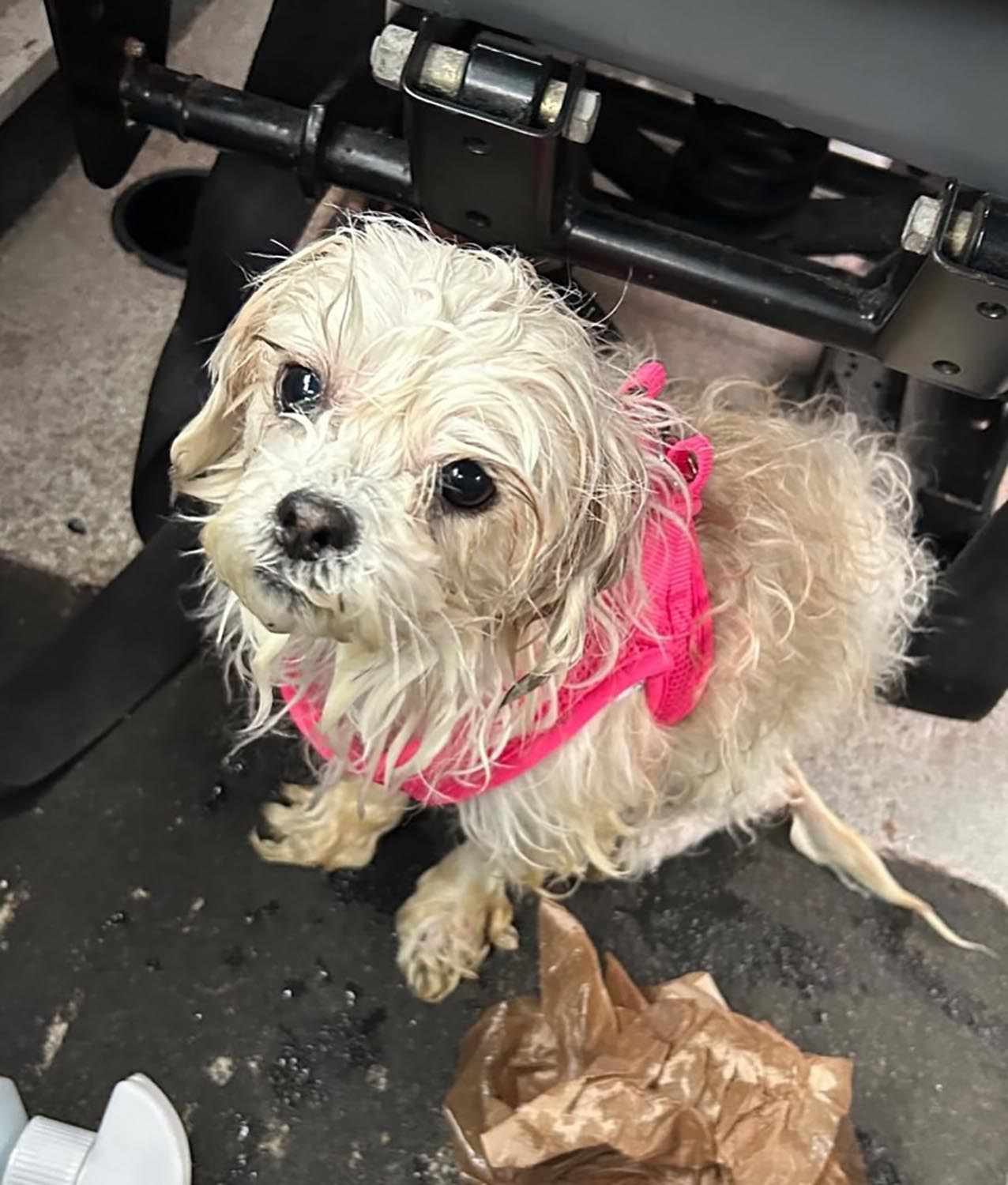 Police Officer Adopts Dog He Rescued from N.Y.C.’s East River 6 Weeks Ago: ‘Great Opportunity to Give Her a Second Chance’ - usnews