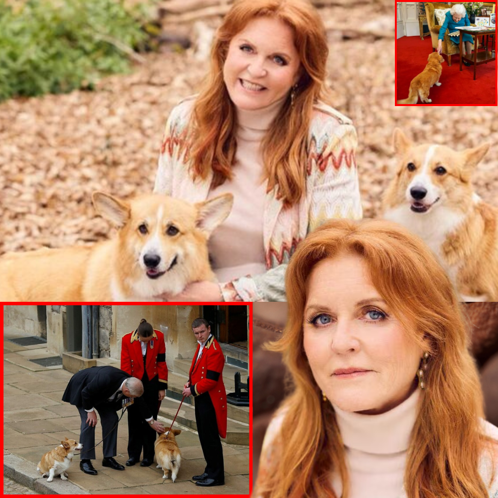 ROYAL REVEAL: Palace CONFIRMS Fate of Late Queen’s Beloved Corgis at Royal Lodge — “They’re In The Best Hands”